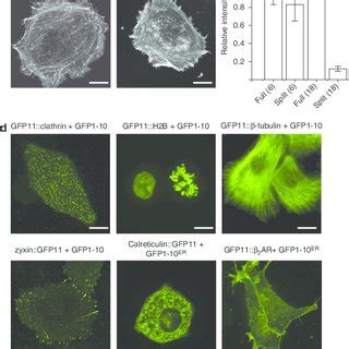 sfgafp|Versatile protein tagging in cells with split fluorescent .